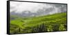 Rice terrace in the mountain in morning mist, Jiabang, Guizhou Province, China.-Keren Su-Framed Stretched Canvas