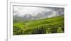 Rice terrace in the mountain in morning mist, Jiabang, Guizhou Province, China.-Keren Su-Framed Photographic Print