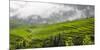 Rice terrace in the mountain in morning mist, Jiabang, Guizhou Province, China.-Keren Su-Mounted Photographic Print