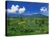 Rice Terrace, Minangkabau, Sumatra, Indonesia-Robert Francis-Stretched Canvas