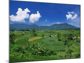 Rice Terrace, Minangkabau, Sumatra, Indonesia-Robert Francis-Mounted Photographic Print