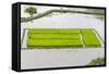 Rice Terraces, Agriculture, Philippine Cordilleras, Banaue, Ifugao, Philippines-Keren Su-Framed Stretched Canvas