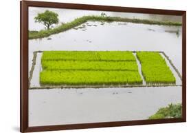 Rice Terraces, Agriculture, Philippine Cordilleras, Banaue, Ifugao, Philippines-Keren Su-Framed Photographic Print