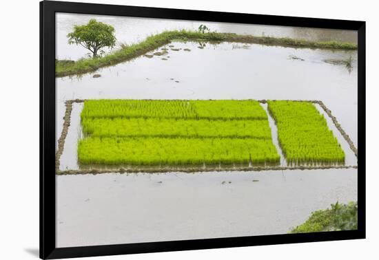 Rice Terraces, Agriculture, Philippine Cordilleras, Banaue, Ifugao, Philippines-Keren Su-Framed Photographic Print