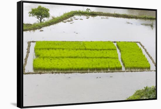 Rice Terraces, Agriculture, Philippine Cordilleras, Banaue, Ifugao, Philippines-Keren Su-Framed Stretched Canvas