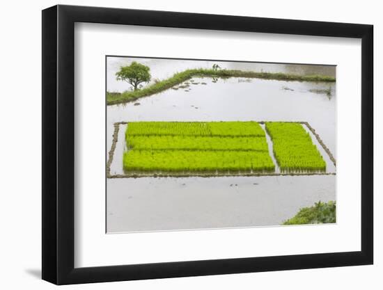 Rice Terraces, Agriculture, Philippine Cordilleras, Banaue, Ifugao, Philippines-Keren Su-Framed Photographic Print