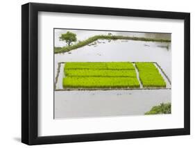 Rice Terraces, Agriculture, Philippine Cordilleras, Banaue, Ifugao, Philippines-Keren Su-Framed Photographic Print