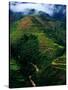 Rice Terraces Around Banaue, Banaue, Philippines-Richard I'Anson-Stretched Canvas