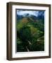 Rice Terraces Around Banaue, Banaue, Philippines-Richard I'Anson-Framed Photographic Print