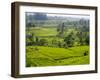 Rice terraces, Bali, Indonesia, Southeast Asia, Asia-Melissa Kuhnell-Framed Photographic Print