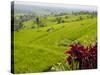 Rice terraces, Bali, Indonesia, Southeast Asia, Asia-Melissa Kuhnell-Stretched Canvas