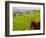 Rice terraces, Bali, Indonesia, Southeast Asia, Asia-Melissa Kuhnell-Framed Photographic Print