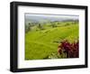 Rice terraces, Bali, Indonesia, Southeast Asia, Asia-Melissa Kuhnell-Framed Photographic Print