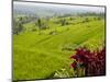 Rice terraces, Bali, Indonesia, Southeast Asia, Asia-Melissa Kuhnell-Mounted Photographic Print