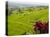 Rice terraces, Bali, Indonesia, Southeast Asia, Asia-Melissa Kuhnell-Stretched Canvas