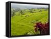 Rice terraces, Bali, Indonesia, Southeast Asia, Asia-Melissa Kuhnell-Framed Stretched Canvas