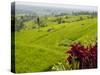 Rice terraces, Bali, Indonesia, Southeast Asia, Asia-Melissa Kuhnell-Stretched Canvas