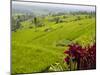 Rice terraces, Bali, Indonesia, Southeast Asia, Asia-Melissa Kuhnell-Mounted Photographic Print