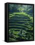 Rice Terraces, Bali, Indonesia, Southeast Asia-Harding Robert-Framed Stretched Canvas