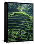 Rice Terraces, Bali, Indonesia, Southeast Asia-Harding Robert-Framed Stretched Canvas