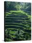 Rice Terraces, Bali, Indonesia, Southeast Asia-Harding Robert-Stretched Canvas