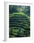 Rice Terraces, Bali, Indonesia, Southeast Asia-Harding Robert-Framed Photographic Print