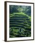 Rice Terraces, Bali, Indonesia, Southeast Asia-Harding Robert-Framed Photographic Print