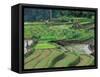 Rice Terraces, Bali, Indonesia-Art Wolfe-Framed Stretched Canvas