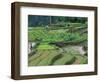 Rice Terraces, Bali, Indonesia-Art Wolfe-Framed Photographic Print