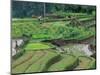 Rice Terraces, Bali, Indonesia-Art Wolfe-Mounted Photographic Print