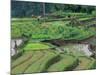 Rice Terraces, Bali, Indonesia-Art Wolfe-Mounted Photographic Print