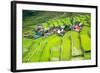 Rice Terraces in the Philippines. the Village is in a Valley among the Rice Terraces. Rice Cultivat-Frolova_Elena-Framed Photographic Print