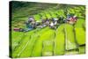 Rice Terraces in the Philippines. the Village is in a Valley among the Rice Terraces. Rice Cultivat-Frolova_Elena-Stretched Canvas
