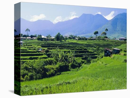 Rice Terraces in the Rice and Coffee Growing Heart of Western Flores, Ruteng, Flores, Indonesia-Robert Francis-Stretched Canvas