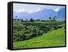 Rice Terraces in the Rice and Coffee Growing Heart of Western Flores, Ruteng, Flores, Indonesia-Robert Francis-Framed Stretched Canvas