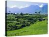 Rice Terraces in the Rice and Coffee Growing Heart of Western Flores, Ruteng, Flores, Indonesia-Robert Francis-Stretched Canvas