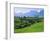 Rice Terraces in the Rice and Coffee Growing Heart of Western Flores, Ruteng, Flores, Indonesia-Robert Francis-Framed Photographic Print