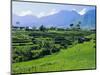 Rice Terraces in the Rice and Coffee Growing Heart of Western Flores, Ruteng, Flores, Indonesia-Robert Francis-Mounted Photographic Print