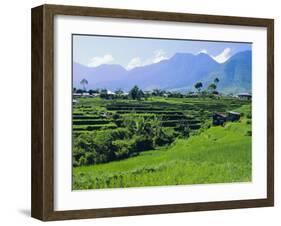 Rice Terraces in the Rice and Coffee Growing Heart of Western Flores, Ruteng, Flores, Indonesia-Robert Francis-Framed Photographic Print