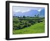 Rice Terraces in the Rice and Coffee Growing Heart of Western Flores, Ruteng, Flores, Indonesia-Robert Francis-Framed Photographic Print