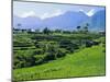 Rice Terraces in the Rice and Coffee Growing Heart of Western Flores, Ruteng, Flores, Indonesia-Robert Francis-Mounted Photographic Print