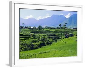 Rice Terraces in the Rice and Coffee Growing Heart of Western Flores, Ruteng, Flores, Indonesia-Robert Francis-Framed Photographic Print