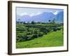 Rice Terraces in the Rice and Coffee Growing Heart of Western Flores, Ruteng, Flores, Indonesia-Robert Francis-Framed Photographic Print