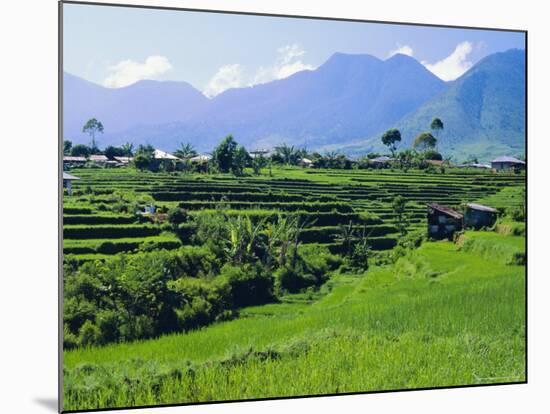 Rice Terraces in the Rice and Coffee Growing Heart of Western Flores, Ruteng, Flores, Indonesia-Robert Francis-Mounted Photographic Print