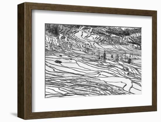 Rice Terraces in Yuanyang, Yunnan, China-Nadia Isakova-Framed Photographic Print