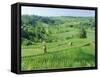 Rice Terraces Near Jatiluwih, Bali, Indonesia-Gavin Hellier-Framed Stretched Canvas