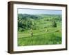 Rice Terraces Near Jatiluwih, Bali, Indonesia-Gavin Hellier-Framed Photographic Print