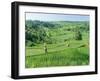 Rice Terraces Near Jatiluwih, Bali, Indonesia-Gavin Hellier-Framed Photographic Print