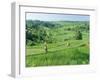 Rice Terraces Near Jatiluwih, Bali, Indonesia-Gavin Hellier-Framed Photographic Print