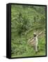 Rice Terraces Near Tegallalang Village, Bali, Indonesia, Southeast Asia, Asia-Richard Maschmeyer-Framed Stretched Canvas